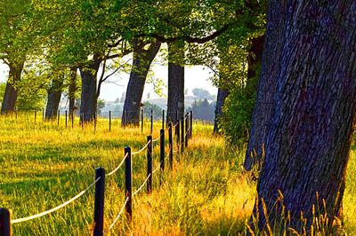 Trees, Poland Download Jigsaw Puzzle