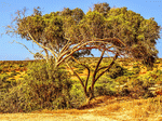Tree Download Jigsaw Puzzle