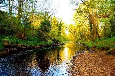 Peaceful River Download Jigsaw Puzzle