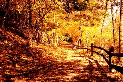 Forest Road Download Jigsaw Puzzle