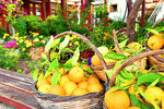 Oranges Download Jigsaw Puzzle