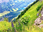 Flowers Download Jigsaw Puzzle