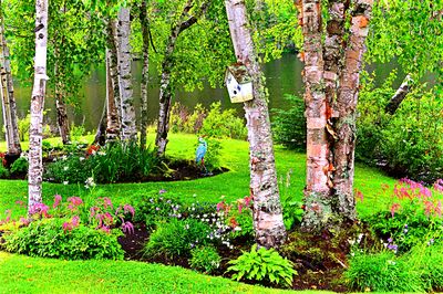 Flowers Download Jigsaw Puzzle
