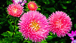 Flowers Download Jigsaw Puzzle