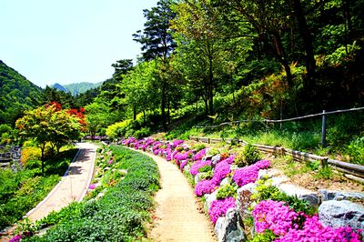 Flowers Download Jigsaw Puzzle