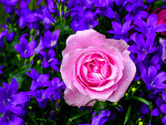 Flowers Download Jigsaw Puzzle