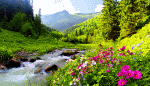 Flowers Download Jigsaw Puzzle