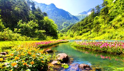 Flowers Download Jigsaw Puzzle