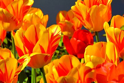 Tulips Download Jigsaw Puzzle