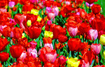 Tulips Download Jigsaw Puzzle