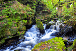 Mossy Forest Stream Download Jigsaw Puzzle