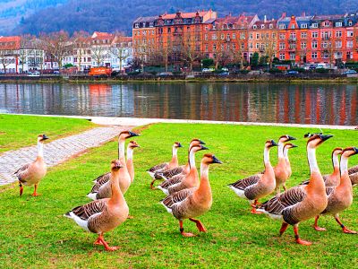 Geese by River Download Jigsaw Puzzle