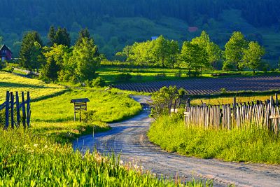 Country Road Download Jigsaw Puzzle
