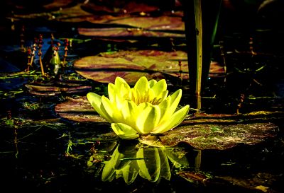Yellow Water Lily Download Jigsaw Puzzle