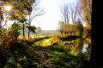 Sunlit Morning Path Download Jigsaw Puzzle