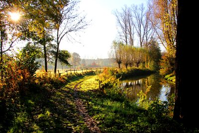 Sunlit Morning Path Download Jigsaw Puzzle