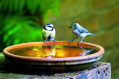 Birds Download Jigsaw Puzzle