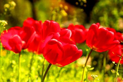 Flowers Download Jigsaw Puzzle
