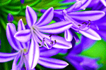 African Lily Download Jigsaw Puzzle