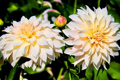 Flowers Download Jigsaw Puzzle