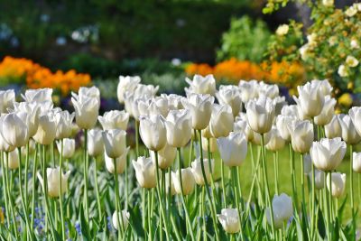 White Tulips Download Jigsaw Puzzle