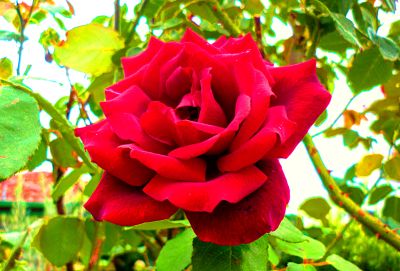 Red Rose Download Jigsaw Puzzle