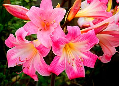 Flowers Download Jigsaw Puzzle