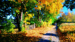 Autumn Lane Download Jigsaw Puzzle