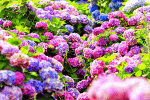 Flowers Download Jigsaw Puzzle
