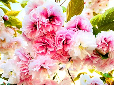 Cherry Blossoms Download Jigsaw Puzzle