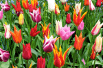 Tulips Download Jigsaw Puzzle