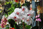 Orchidee Download Jigsaw Puzzle