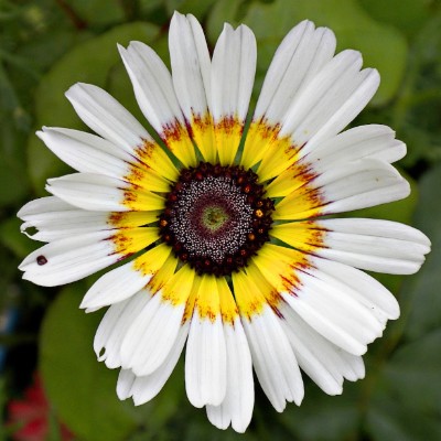 Flower Download Jigsaw Puzzle