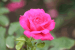 Rose Download Jigsaw Puzzle