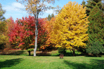 Autumn Trees Download Jigsaw Puzzle