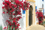 Bougainvillea Download Jigsaw Puzzle