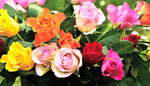 Roses Download Jigsaw Puzzle