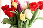 Tulips Download Jigsaw Puzzle