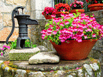 Flowers Download Jigsaw Puzzle